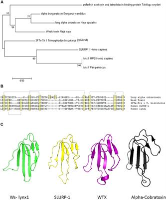Lynx Prototoxins: Roles of Endogenous Mammalian Neurotoxin-Like Proteins in Modulating Nicotinic Acetylcholine Receptor Function to Influence Complex Biological Processes